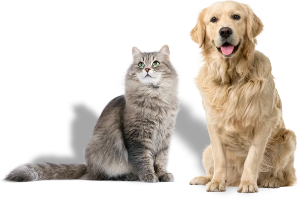 do_and_cat
