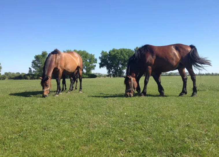 equine