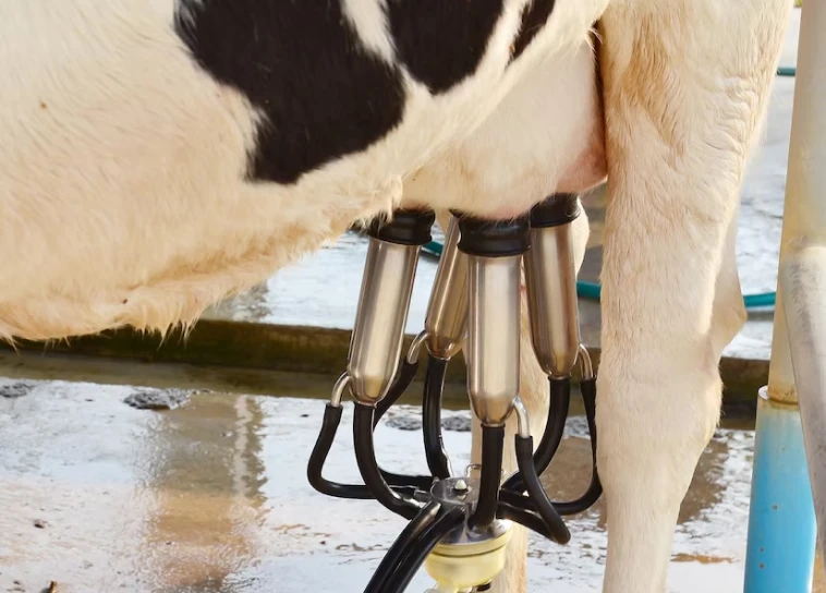 udder_hygiene